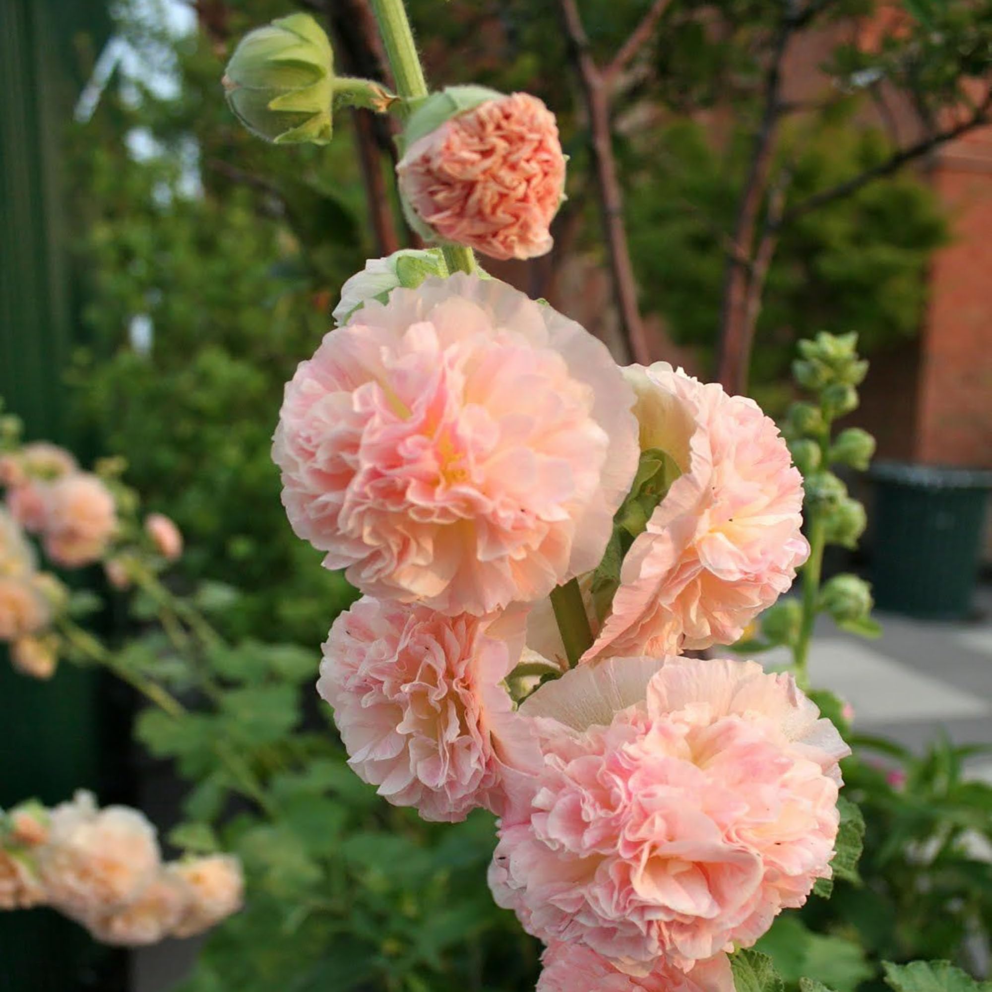 Amazon.com : QAUZUY GARDEN 75+ Apricot Peach Parfait Hollyhock